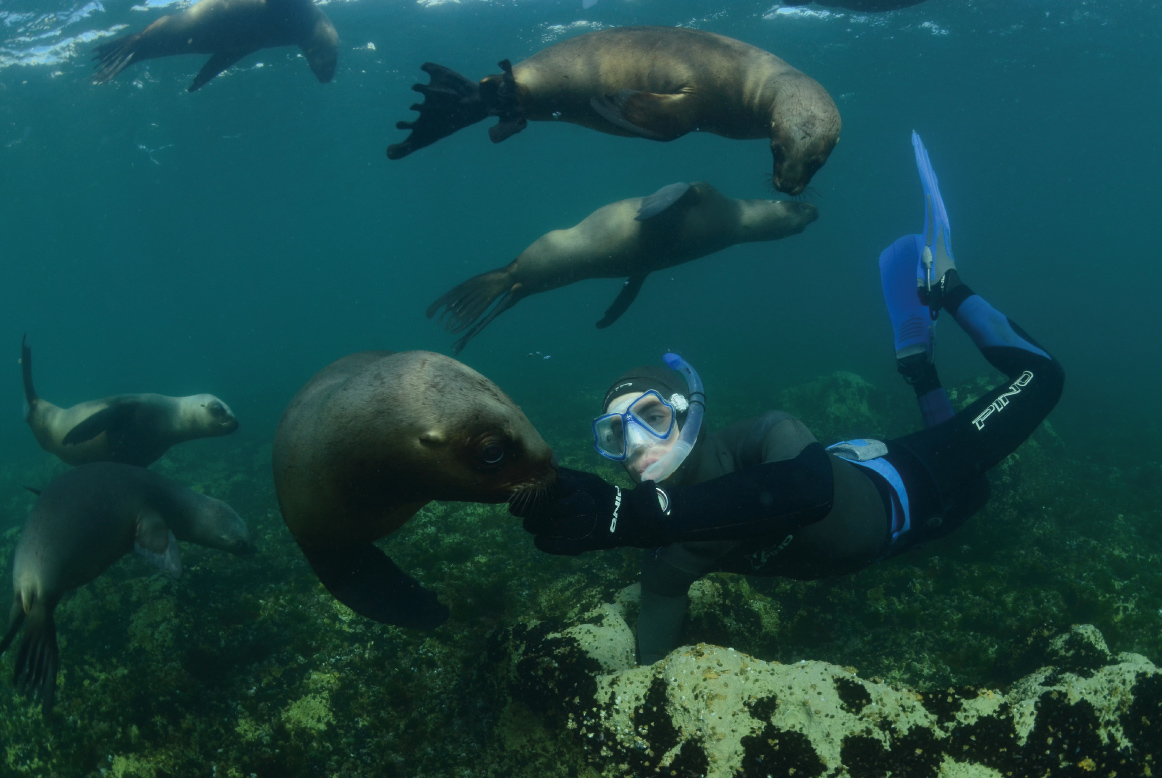 Snorkel con Lobos Marinos